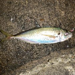 求めていたアジング